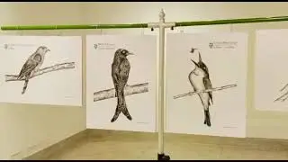THE WORLD OF BIRDS A Book on Birds of Bihar Through Line & Sketches By Syamal Das