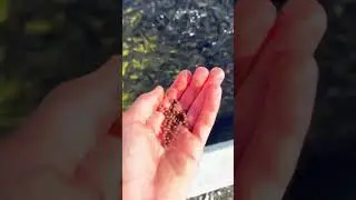 Visiting Moccasin Creek&rsquo;s Trout Hatchery!!