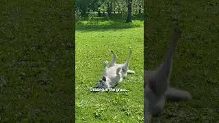 dogs in the grass #dogsofyoutube #dogshorts #dogsinaction #enjoylifetothefullest