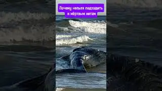 Почему нельзя подходить к мёртвым китам#shorts