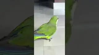 Green monk #monk  #parrot #birdslovers