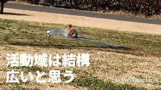 251229 とーくん 遠景（1）