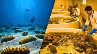Deep Sea Delicacy How Sea Cucumber Farms Harvest Ocean Gold