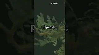 Top 10 Hidden Baltic Sea Animals! 🌊🦀 (You Won&rsquo;t Believe #4)