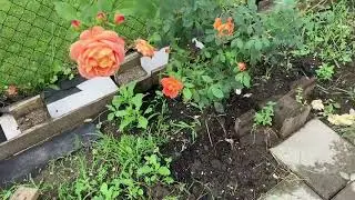 Lady of shalott2024.7.10,zone8a,@david_austin_roses
