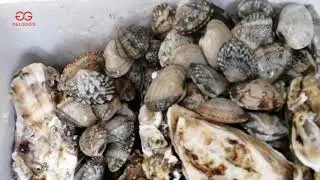 GELGOOG Machinery: Clam Scallops Washing Machine