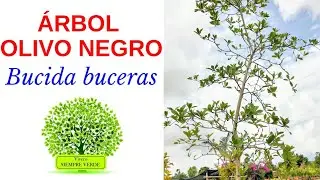 OLIVO NEGRO. Bucidas buceras. Características y consejos de siembra