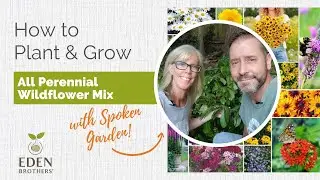 How to Plant & Grow All Perennial Wildflower Seed Mix