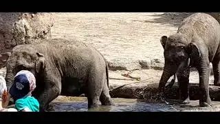 DUBLIN ZOO 06202022