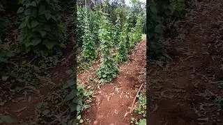 Some climbing bean plants. #gardening #farmlife #agribusiness #beans