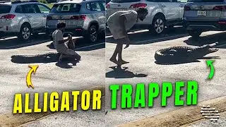 Nuisance Alligator Trapper Holds and Wraps an Alligator&rsquo;s Jaw before Reallocation Process