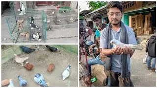 নতুন কবুতর চলে আসলো আমাদের কবুতর খামারে 😮🤔
