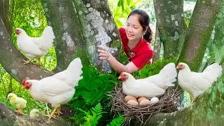 I Spent 24 Hours Harvesting Pheasant Chickens To Sell At The Market | Nhung Harvest Life