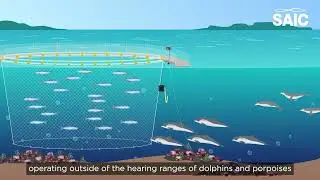 Can seal-deterrent acoustic devices be safe for other marine species?