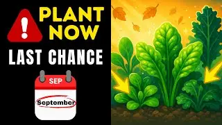 What to Plant in September Massachusetts | Fall Garden & Overwintering Crops