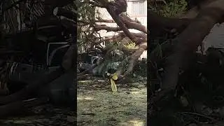 Massive Tree Collapse in BTM | Car & Bikes Destroyed