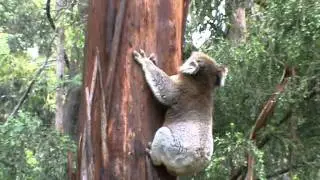 Koala Climbing Tree