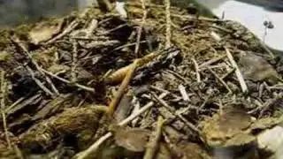 Brushed Trapdoor Spider Catching Prey (Barychelidae) 1Of2