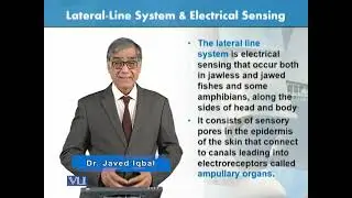 Lateral Line System and Electrical Sensing | Animal Form & Function 1 (Theory) | ZOO516T_Topic070