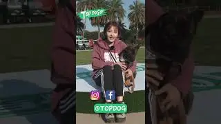 🐶米妮：1/4領養快閃 等你帶我回家🎀  #TOPDOG回家 #shorts #topdog #dog #cute #cutedog