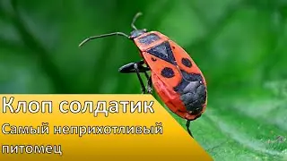 Клоп солдатик - Самый неприхотливый питомец!