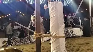 رقص خيل#حفلة الحاج  على زيدان