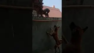 funny animals dog vs monkey 🤣😆#viralshort#comedy#short