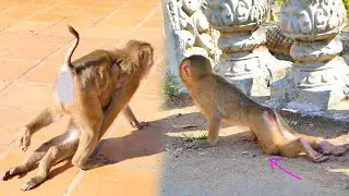 So pity clip...Baby monkey SARO, I don't want to see you in this action.