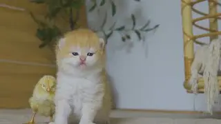 Котенок Пудинг и цыплята лучшие друзья