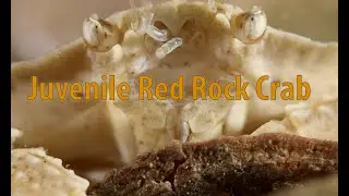 Juvenile Red Rock Crab