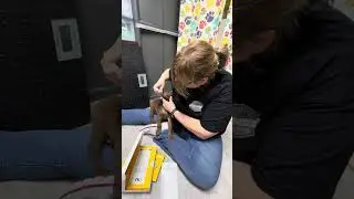 Embark DNA Test: Bluegrass Puppy Edition
