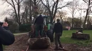 Neue Blutbuche vor dem Jeverschen Schloss