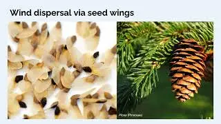 Plant Taxonomy 12a2 - Fruit types wind dispersal