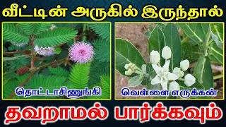 தொட்டாசிணுங்கி |வெள்ளை எருக்கன் வீட்டின் அருகில் இருந்தால் தவறாமல் பார்க்கவும் | Lucky Plant | Vastu