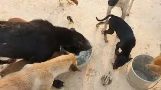 Poor Dogs, pleas help poor animals and poor dogs hungry