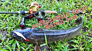 mengcakok!! softplastic ekor merah 5cm||Calcutta conquest 2021 #haruan #casting #saizidaman
