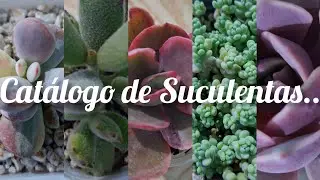 Catalogo de Suculenta$.. #plantas #jardin #flores #garden #live #love #hobby