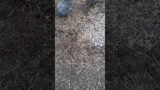 Using chicken manure in the garden