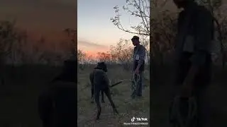 [COMMANDO]bully kutta//bully dog//pakistani bully kutta//bully kutta tiktok//bully kutta status//