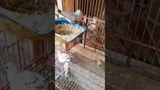 blue pied dove working pair with chicks #pieddove #diamonddoves #mutations