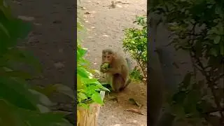 Monkey eating Mango 🥭 video #shorts #ytshorts #youtubeshorts #funny #video