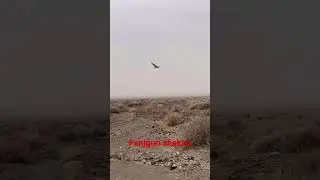 Eid Mubarak❤️ / Houbara bustard/ support/ follow/ hunters group / hunting videos 2023