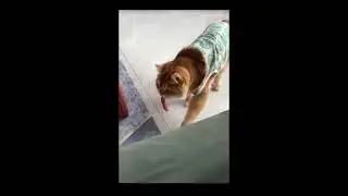 gato come #animals #cute #facts #gatos #teamwork #viralvideo #youtubeshorts #cat #shorts #food