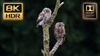 8K HDR 60FPS | Majestic Owls in the Wild &ndash; Dolby Vision Ultra HD