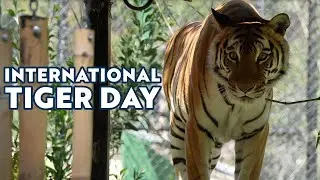 International Tiger Day