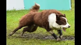 Eska the Border Collie and Hex the Border Staffy | agility update