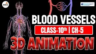 Blood Vessels 3d Animation | Blood Vessels in English | Class 10 Science Chapter 5