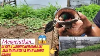 Casting Gabus Situ Lengkong||mancing Gabus BABON❗️ #castinggabus #mancinggabus #mancingliar