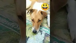 #love #song #reels #trending #funny #viralvideo #viral #b #cute #vlogs #vlog #cat #a#dog #viralreels