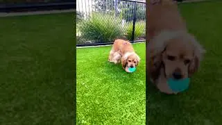 #comedy #dog #dogs #cockerspaniel #iamdenver #sinceryforever #love #shorts #short #shortvideo